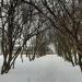 Аллея из боярышника в городе Москва