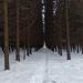 Ельник в городе Москва