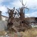 Radice dell'albero in Comune di Catania city