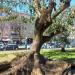 Praça Paiva Couceiro na Lisboa city