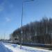 Березовая роща в городе Рыбинск