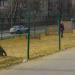Собачья площадка в городе Москва