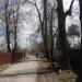 Остатки старой липовой аллеи в городе Жаворонки