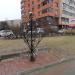 Дерево любви в городе Чехов