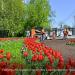 Цветник в городе Москва