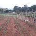 Roça Claudio Dias da Cruz Agricultura Ltda. na Paty do Alferes city