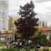 Красный клён в городе Москва