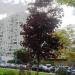 Красный клён в городе Москва
