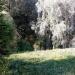 Waterlogged gullet overgrown with alder