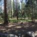 Wawona Campground