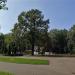 Старый дуб в городе Москва