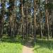 Botanic Garden of Irkutsk State University (pine forest)