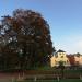 Opgaande Bruine Beuk in Ronse city