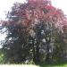 Villa Carpentier met omgevend park in Ronse city
