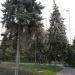 Три старых голубых ели в городе Москва