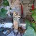 Kapel in Ronse city