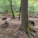 Wildschweingehege in Stadt Köln