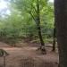 Wildschweingehege in Stadt Köln