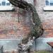Wilde Wingerd in Tienen city