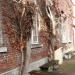 Wilde Wingerd in Tienen city