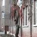 Wilde Wingerd in Tienen city