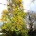 Japanse notenboom in Tienen city