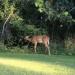 Chick Evans Golf Course