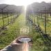 Bell Wine Cellars