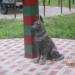 Собака - друг человека в городе Череповец