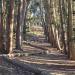 Andy Goldsworthy's Wood Line in San Francisco, California city