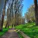 Andy Goldsworthy's Wood Line (en) en la ciudad de San Francisco