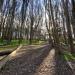 Andy Goldsworthy's Wood Line in San Francisco, California city