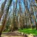 Andy Goldsworthy's Wood Line (en) en la ciudad de San Francisco