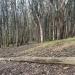 Andy Goldsworthy's Wood Line in San Francisco, California city