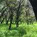 Old apricot garden in Kyiv city