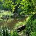 Marshy pond in Kyiv city