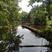 Marshy pond in Kyiv city