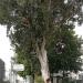 Eucalyptus (en) in תל אביב - יפו city