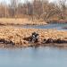 Скульптура Нарцисса в городе Гатчина