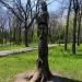 Деревянная скульптура «Старик и Сова» в городе Ессентуки
