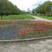 Клумба в городе Москва