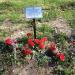 Братская могила воинов Красной Армии в городе Гатчина