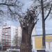 Дерево желаний в городе Киров