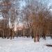 Березовая роща в городе Череповец