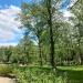 Park Miejski in Giżycko city