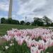 Floral Library
