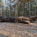 William B. Umstead State Park in Raleigh, North Carolina city