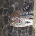 Tiger (en)