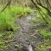 Swamp in Moscow city