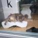 Антикафе Meowroom в місті Харків